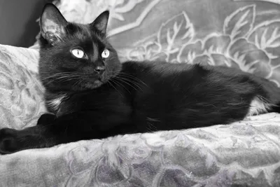 Черно-белый кот | Пикабу