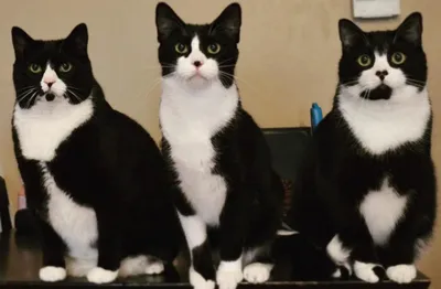 История трёх котов чёрно-белого окраса, фото «трио в смокигах»