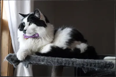 Чёрно-белый кот | Пикабу