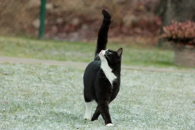 Черно-белый кот на зелёной траве | Обои для телефона