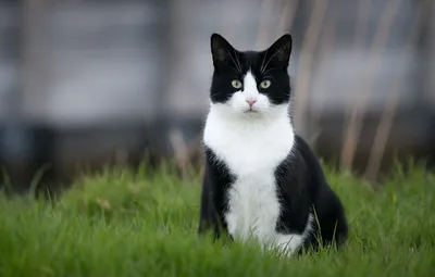 Черно белый кот - 61 фото
