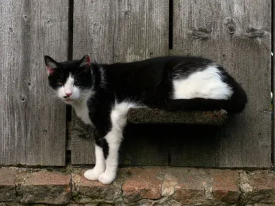 Papo Черно-белый кот, арт. 54041