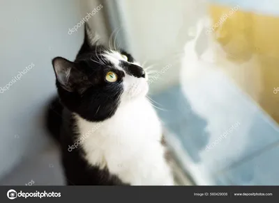 Котята чёрно белые - 46 фото