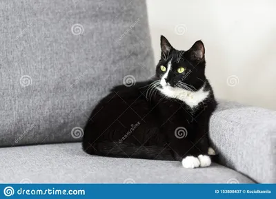 Черно-белый кот на софе дома Стоковое Изображение - изображение  насчитывающей лениво, лень: 153808437
