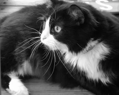 Черно белая пушистая кошка - 49 фото