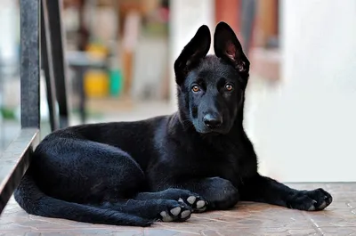 Порода собак черного цвета (62 фото) - картинки sobakovod.club