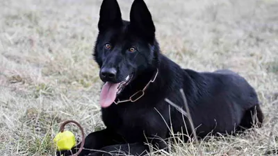 Порода собак черная немецкая овчарка и ее характеристики с фото