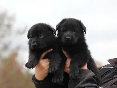 Собака лабрадор черный | Смотреть 19 фото бесплатно
