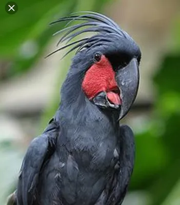 Черный попугай - 54 фото: смотреть онлайн