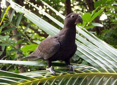 Черный попугай (50 лучших фото)