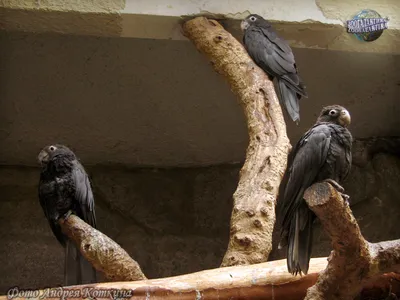 Ваза: черный попугай с мальгашским именем - Рассказы о животных |  Некоммерческий учебно-познавательный интернет-портал Зоогалактика