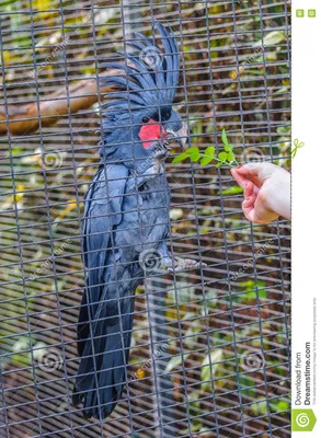 Большой черный попугай какаду сидя на ветви в Ла Puerto De Стоковое  Изображение - изображение насчитывающей цветасто, цвет: 71497221