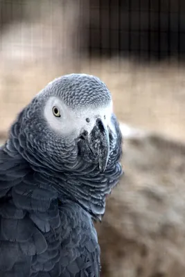 Попугай за 100 тыс. рублей. Одна из самых умных птиц мира. | Tails | Дзен