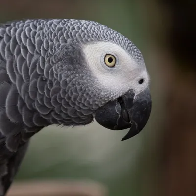 Попугаи в британском зоопарке сквернословят — их изолировали от людей