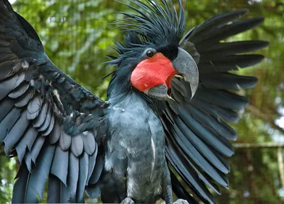 Черные попугаи (40 лучших фото)