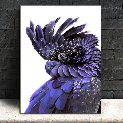 Австралийский попугай печать черный Какаду Картина на холсте современное  искусство на стену птица темно-синий постер настенные картины для гостиной  - купить по выгодной цене | AliExpress
