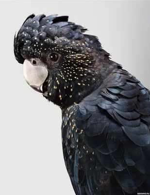 Красивый попугай чёрного цвета с жёлтыми точками — Авы и картинки