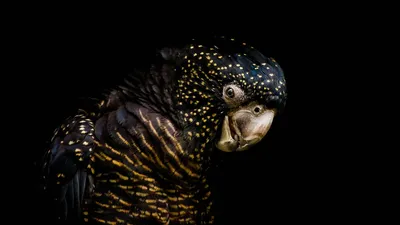 Картинка чёрный фон, попугай, edtailed black cockatoo, раурный какаду  энкса, птица, тёмный фон 1920x1080 скачать обои на рабочий стол бесплатно,  фото 269017