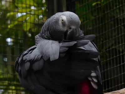 Черный попугай в клетке