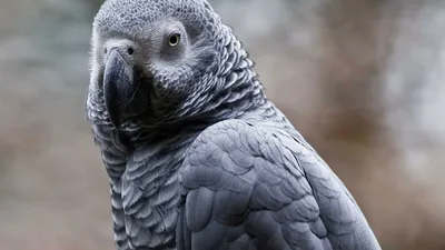 Пропавший на четыре года попугай вернулся к хозяину и заговорил по-испански