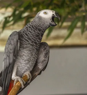 Отправляйте его в школу\": говорящий попугай жако знает о фруктах все –  забавное видео