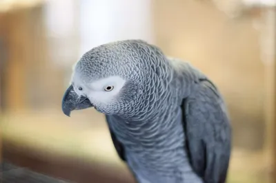 Попугаи в Великобритании были наказаны из-за сквернословия - Fun | Сегодня