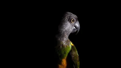 Минималистичный попугай - 49 фото