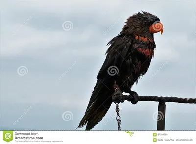 Одичалый черный попугай в Бали, Индонезии Стоковое Изображение -  изображение насчитывающей ñƒñ‚ðµñ , ð±ð¸oð³ñ€ð°ñ„ð¸ñ‡ðµñ ðºoð¹: 87288589
