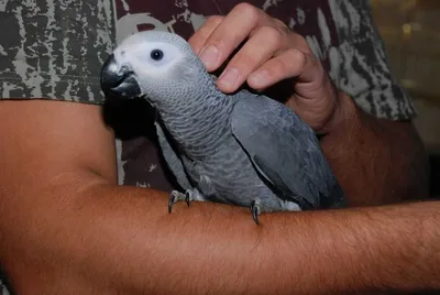Жа - ко ручные говорящие попугаи - самый говорящий попугай: 899 $ - Птицы  Киев на Olx