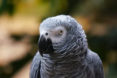 Как попугаи учатся говорить и понимают ли они слова? Описание, фото и видео  - «Как и Почему»
