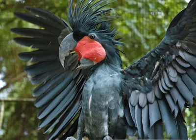 Чёрный какаду: Попугай в готическом стиле - Zoo - Планета Земля