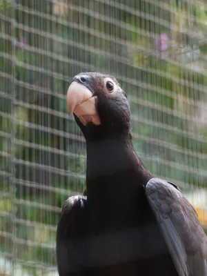 Черный попугай