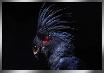 Картина “Черный попугай” – Arte Reali | Эксклюзивные картины и панно