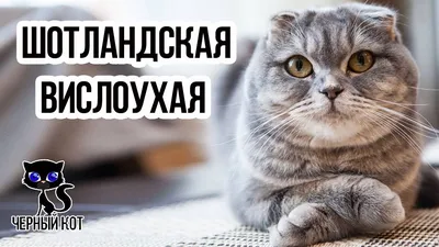 ✓ Шотландская вислоухая кошка - самая популярная порода кошек в России -  YouTube