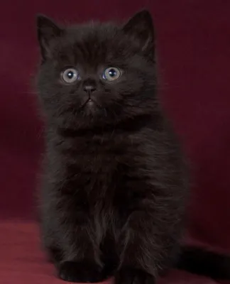 Черный шотландский прямоухий кот - 64 фото: смотреть онлайн