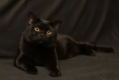 Черный кот шотландец прямоухий - 50 фото