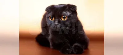Скоттиш страйт - «Скоттиш страйт окрас черный дым! А ваша кошка умеет так  попрошайничать?))) Много фото» | отзывы