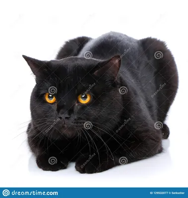 Черный шотландский кот племенника на белой предпосылке Стоковое Изображение  - изображение насчитывающей млекопитающее, красивейшее: 129532077