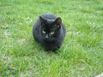 Шотландский кот. Чёрный кот -удача ждёт! 2 мес - Доска бесплатных  объявлений Mur.tv