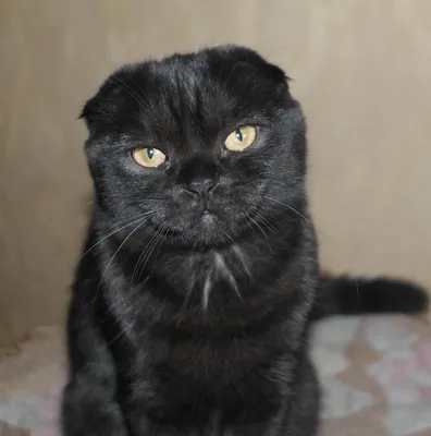Британский кот черный дым - 88 фото