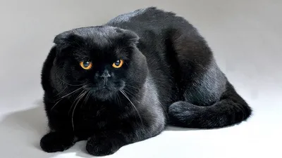 Черный шотландский вислоухий кот (45 лучших фото)