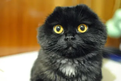 Шотландский страйт. черный породистый кот. черное животное. кот дома.  избалованный питомец. | Премиум Фото
