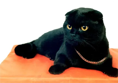 Черный шотландский кот фото