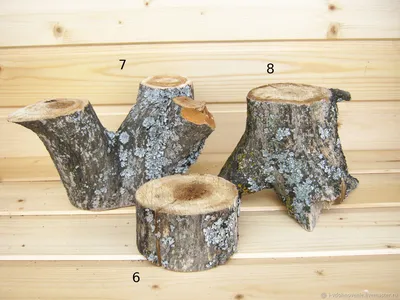 Спилы пеньки старого дуба без коры. По высоте 5 - 13 см – купить на Ярмарке  Мастеров – LI9FKRU | Природные материалы, Ветлуга