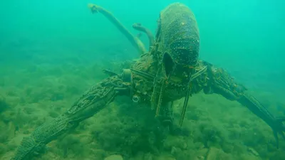 Здесь мочи нет»: Учёные доказали существование Лох-Несского чудовища в Чёрном  море