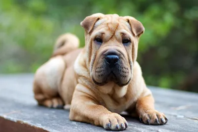 Шарпей: фото, описание породы, характер собаки и рекомендации по уходу