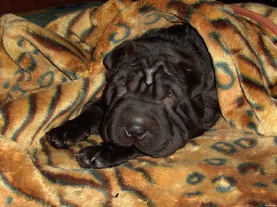 Фото Щенок шарпея Собаки черная Животные