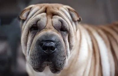 Шарпей - описание породы собак: характер, особенности поведения, размер,  отзывы и фото - Питомцы Mail.ru