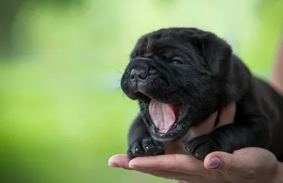 Фото Щенок шарпея собака черная Руки Животные