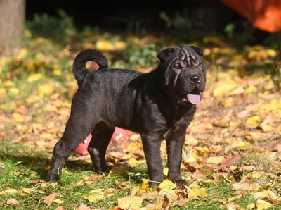 Шар-пей кобель окрас чёрный: 150 $ - Собаки Одесса на Olx